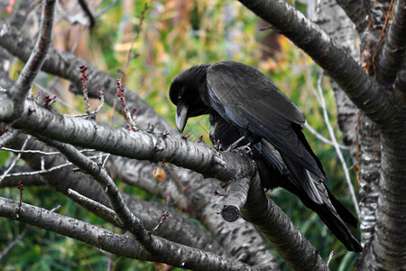 一只乌鸦栖息在秋天森林的落叶树上图片