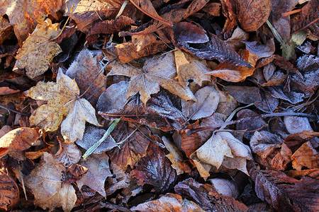 秋叶的风霜秋季和冬图片