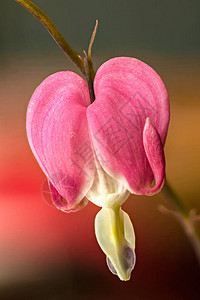 红心花朵Lamprocapn图片