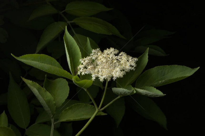 柔和的光线将构成这种接骨木植物的许多干净的白色和奶油色接骨木花隔离开图片