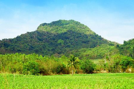山中木薯种植园和橡胶种植园的景色是泰国的经济作物图片