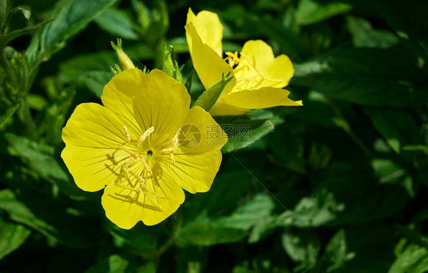 关闭花园中的黄色Oenothera花朵晚上Primrose图片