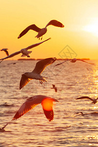 海鸥飞在日落的天空上阳光照耀着海面的反射图片
