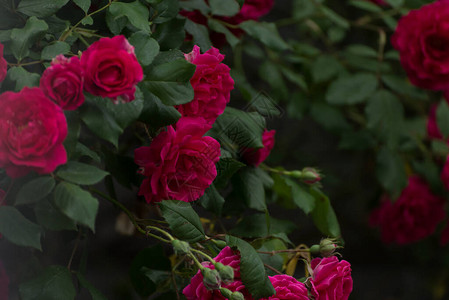 夏花园中美丽的玫瑰灌木丛鲜红玫瑰和绿色叶相伴图片