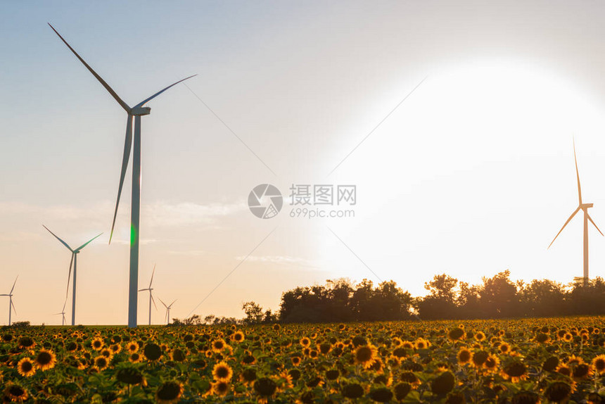日落时黄色向日葵场上的风力涡轮机能量转换器当地生态友好型风电场农作物收获图片