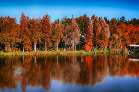 秋天河边有红叶的美丽森林图片