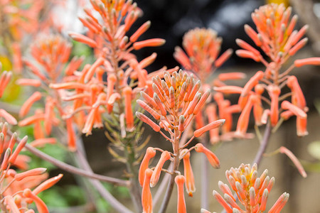 彭卡萨比拉的花朵高清图片