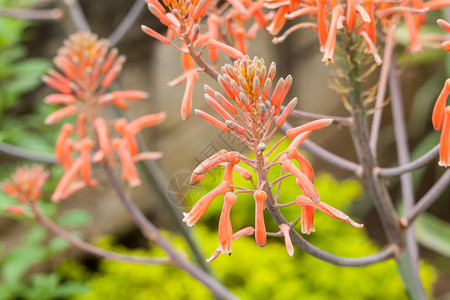 彭卡萨比拉的花朵高清图片