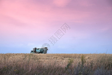复古收割机在日落紫色天空的背景下在田间工作图片