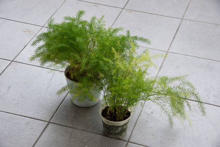 常见的绿芦笋蕨室内植物图片