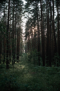 日落时森林日落时森林景观图片