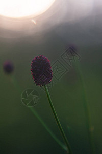 小勃艮第花在阳光下的宏观照片森林花卉的微距摄影野花图片