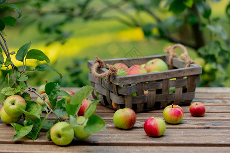 盒子里的生物苹果和花园里苹果树图片