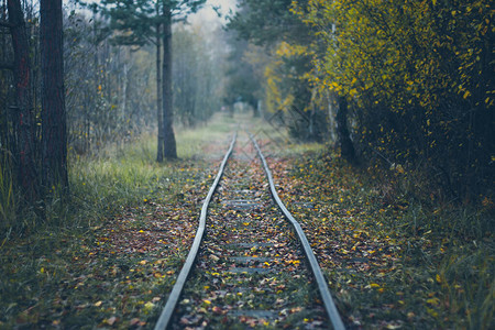 窄轨铁路秋季森林中的铁图片