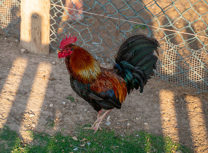 公鸡和母鸡有机乡村家庭农业中的母鸡图片