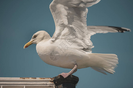 海鸥准备在英国布赖顿码头飞行2020年6月图片