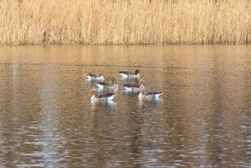 六只美丽的雪雁游过池塘在后边是高草生长图片