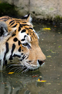 老虎头老虎在水中特写老虎在游泳图片