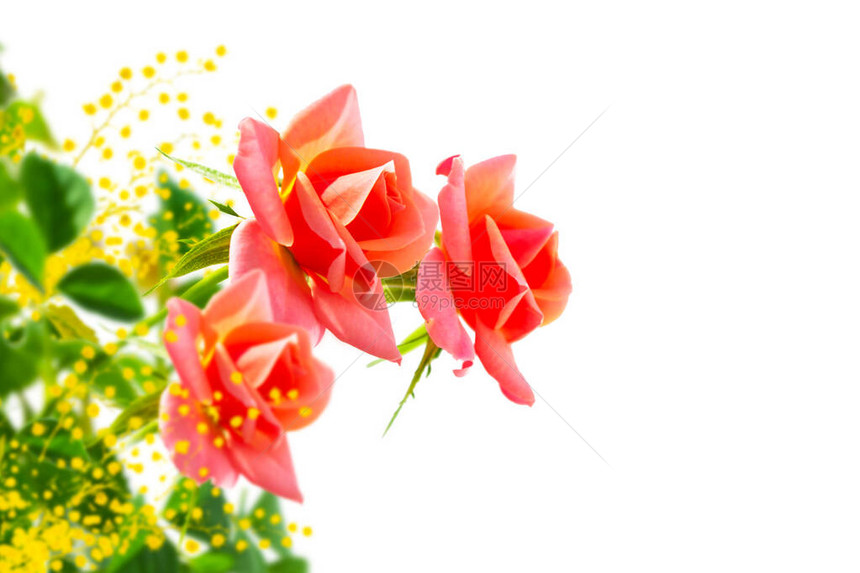 白底的花朵玫瑰图片
