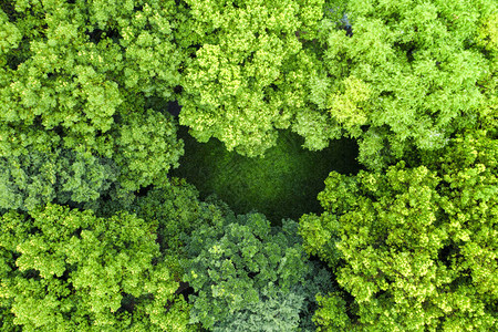苏州一连串绿色树木图片