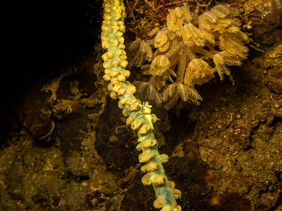Galera热带珊瑚礁的鞭珊瑚上的小黄鞭珊瑚虾图片