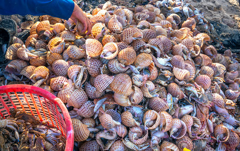 海上捕捞后在越南中部沿海产食品市场出售的海图片