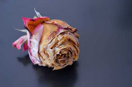 一个枯萎的粉红玫瑰芽躺图片