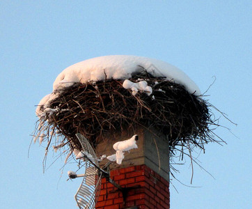 冬季寒冷日雪和冰盖的巢图片