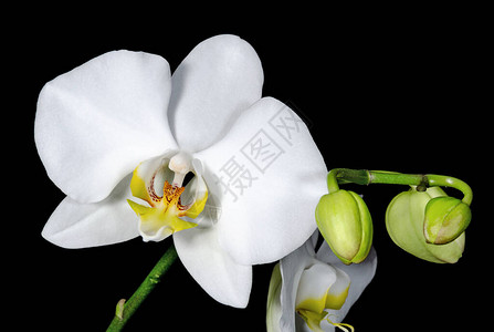 深色背景上的白色兰花卉和植物图片