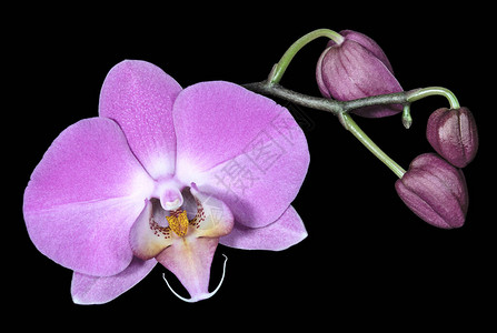 粉红色浅兰花鲜花和朵紧图片