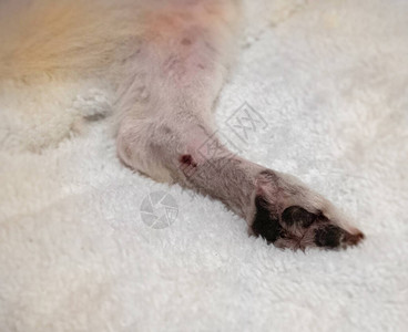 狗腿的伤口感染来自过敏皮肤问题图片
