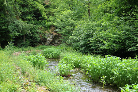 流经绿色森林的山区河流图片