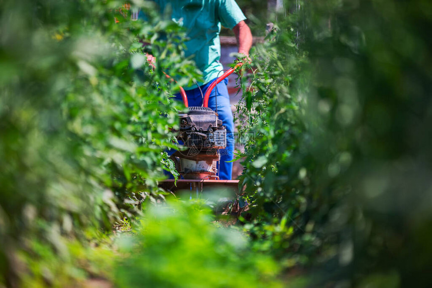 农夫在蔬菜植物周围工作种植园艺图片