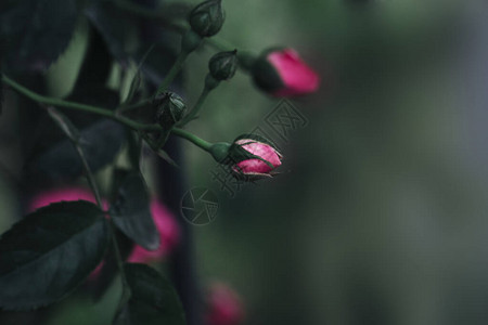 模糊美丽的情人节玫瑰花蕾自然爱情背景图片