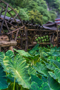 在湖南Zhangjiajie黄龙洞风景地区工作前种植的巨型绿色热带叶子背景图片