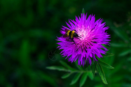 一只蜜蜂藏在紫色家花瓣的花瓣里图片