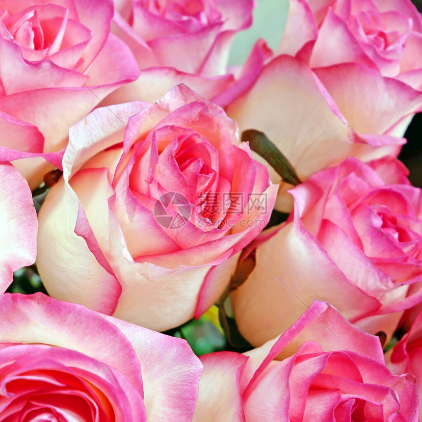 许多美丽的粉红玫瑰束背景图片