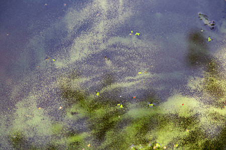 水体中的蓝藻禁止洗澡图片