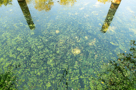 水体中的蓝藻禁止洗澡背景图片