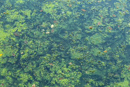 蓝绿藻水体中的蓝藻禁止洗澡背景