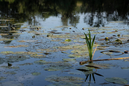 河上的睡莲和芦苇高品质照片图片