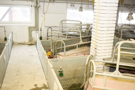 养猪厂是养猪业和工业畜牧农图片