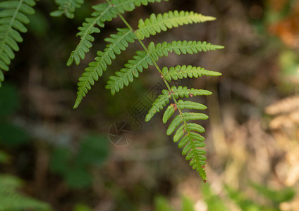 丛林生态的绿色植物图片