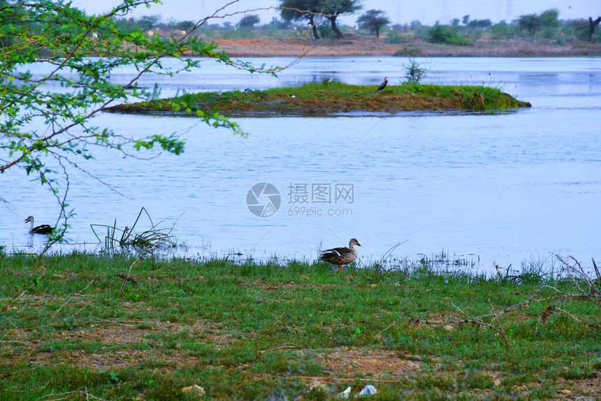 鸭子在水景上鸭水鸭子游泳印度古吉拉特邦库奇河湖中的图片