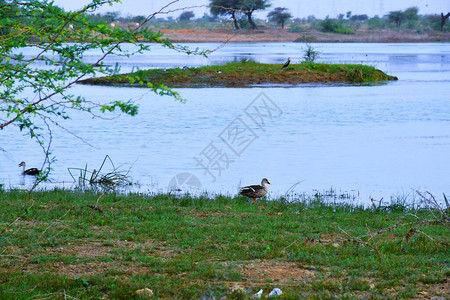 鸭子在水景上鸭水鸭子游泳印度古吉拉特邦库奇河湖中的图片