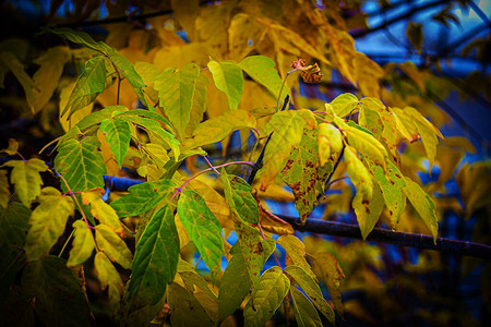 秋天的森林由绿色转变为明亮的烈日金色图片