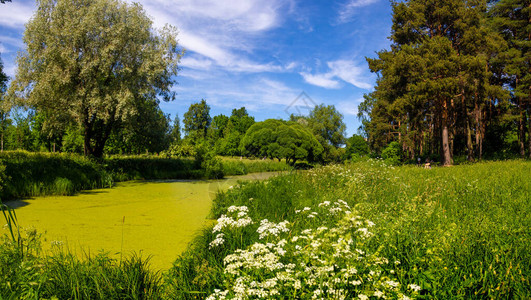 夏日在有绿色池塘的公园里图片