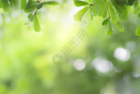 近景绿叶模糊背景和花园中的阳光用于天然绿色植物生态和复制空间图片