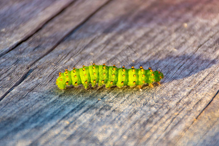 绿色美丽的毛虫木质物体或桌子上的幼图片