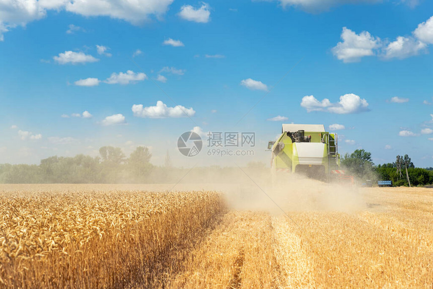 向下后视图大型强大的工业联合收割机器在明亮的夏季或秋季收获成熟的小麦谷物田农业黄田图片